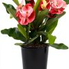 Euphorbia Crown of Thorns Plants for Pets Indoor 4in-1