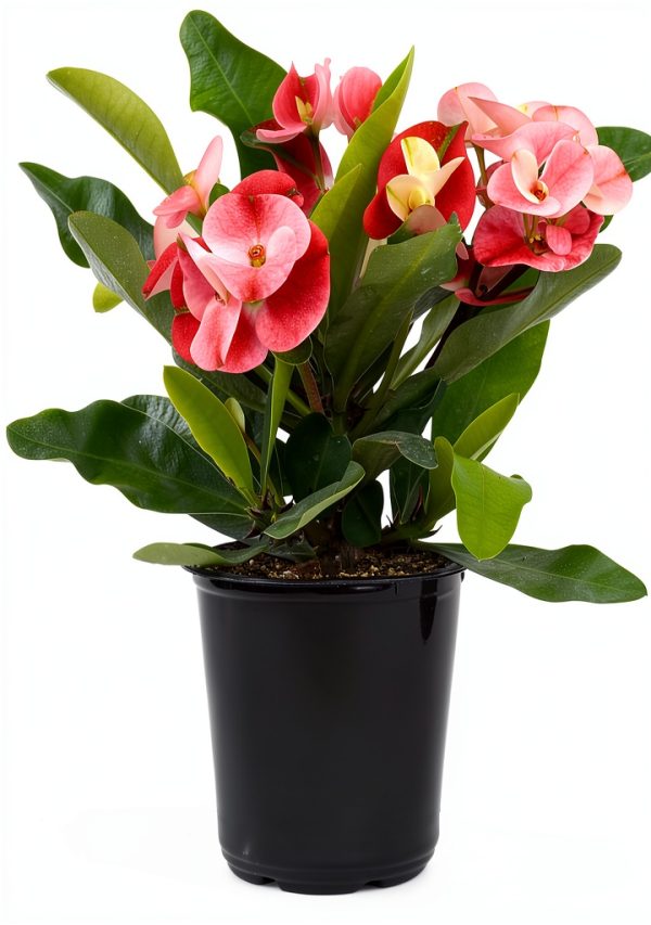 Euphorbia Crown of Thorns Plants for Pets Indoor 4in-1