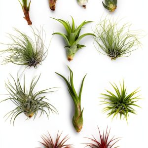 Shop Succulents | Assorted Collection of Tropical Tillandsia Air Plant Kit, Hand Selected Variety Pack | Collection of 12-0
