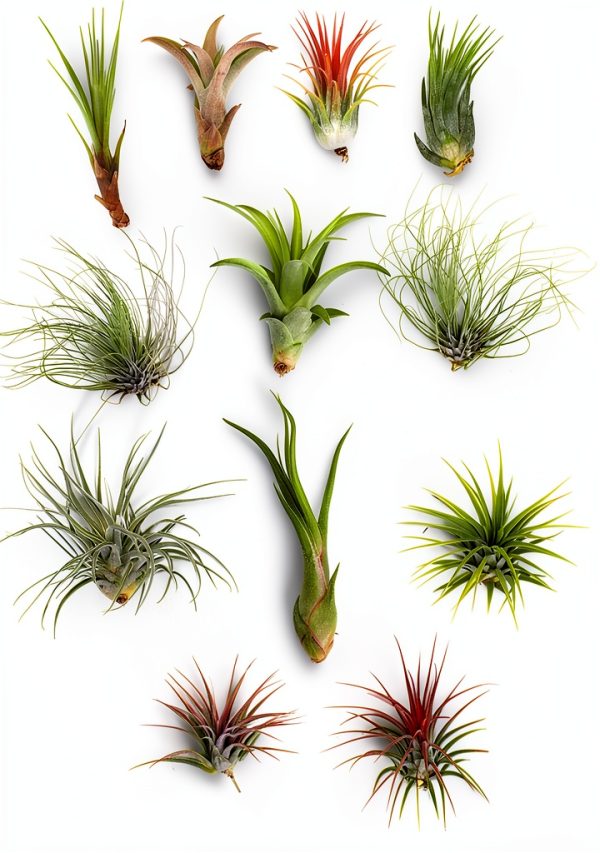 Shop Succulents | Assorted Collection of Tropical Tillandsia Air Plant Kit, Hand Selected Variety Pack | Collection of 12-0