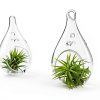 Air Plant Shop 12 Pack Assorted Ionantha Air Plants - Wholesale and Bulk - Succulents - Live Tillandsia - Easy Care Indoor and Outdoor House Plants-5