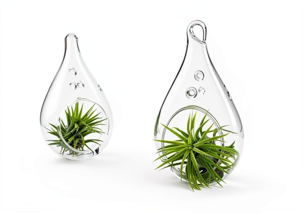 Air Plant Shop 12 Pack Assorted Ionantha Air Plants - Wholesale and Bulk - Succulents - Live Tillandsia - Easy Care Indoor and Outdoor House Plants-5
