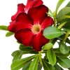 Red Desert Rose Succulent 1 Gal Pot by Plants for Pets-2