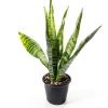 Altman Plants Snake Plant Zeylanica 13in Variegated Houseplant-6