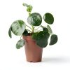 Chinese Money Plant California Tropicals House Plant 4in Pot Easy Care-4