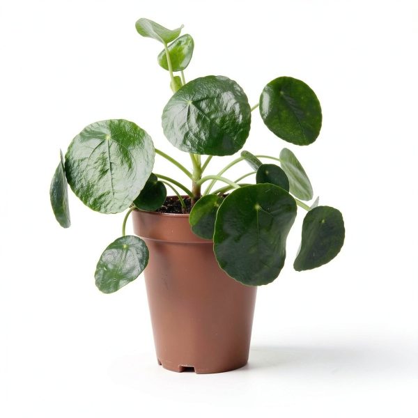 Chinese Money Plant California Tropicals House Plant 4in Pot Easy Care-4