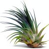 Air Plant ragnaroc Tillandsia Ionantha 2-3" Ocean Enhanced Color-2