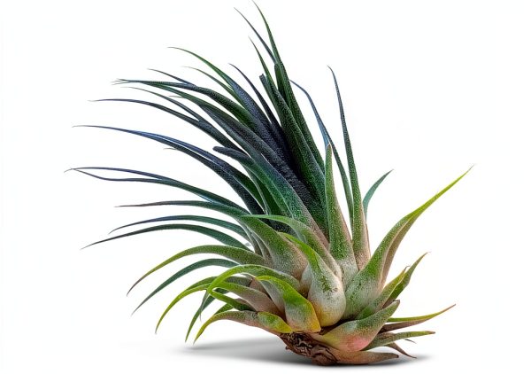 Air Plant ragnaroc Tillandsia Ionantha 2-3" Ocean Enhanced Color-2