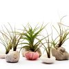 Air Plant Low Light House Plants Box (8PK) Tillandsia Air Plants Live Houseplants Live Indoor Plants Live Succulents Plants Live Terrarium Plants Live, Air Plant Holder Airplant Kit by Plants for Pets-6