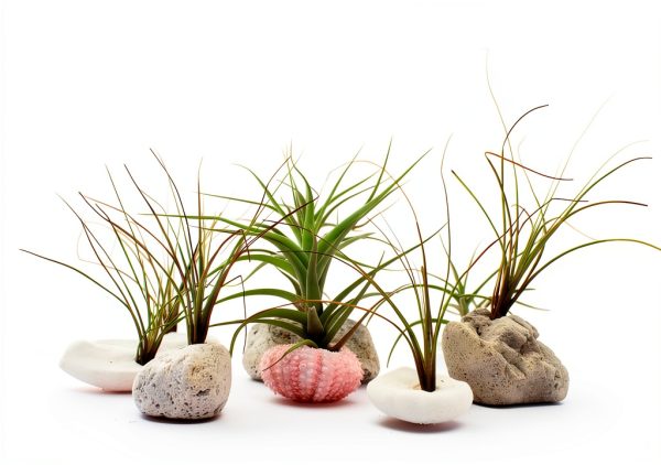 Air Plant Low Light House Plants Box (8PK) Tillandsia Air Plants Live Houseplants Live Indoor Plants Live Succulents Plants Live Terrarium Plants Live, Air Plant Holder Airplant Kit by Plants for Pets-6