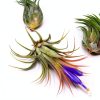 Air Plant Shop 12 Pack Assorted Ionantha Air Plants - Wholesale and Bulk - Succulents - Live Tillandsia - Easy Care Indoor and Outdoor House Plants-1