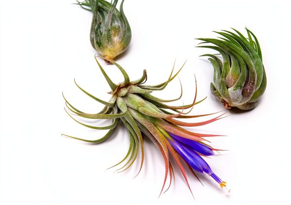 Air Plant Shop 12 Pack Assorted Ionantha Air Plants - Wholesale and Bulk - Succulents - Live Tillandsia - Easy Care Indoor and Outdoor House Plants-1