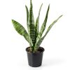 Altman Plants Snake Plant Zeylanica 13in Variegated Houseplant-5