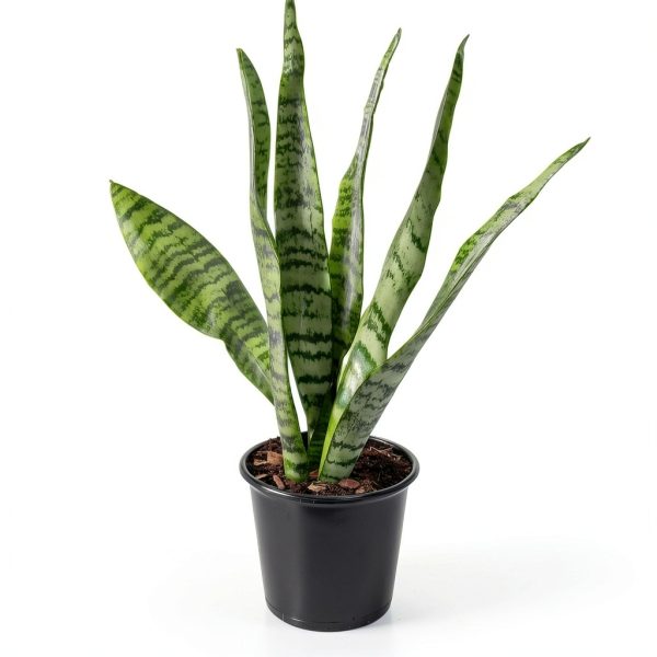 Altman Plants Snake Plant Zeylanica 13in Variegated Houseplant-5