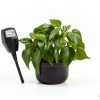 Altman Plants Snake Plant Zeylanica 13in Variegated Houseplant-3