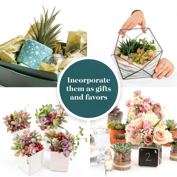 Shop Succulents Assorted Mini Succulent Plants Pack of 20 for Wedding-3