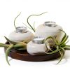 Air Plant Low Light House Plants Box (8PK) Tillandsia Air Plants Live Houseplants Live Indoor Plants Live Succulents Plants Live Terrarium Plants Live, Air Plant Holder Airplant Kit by Plants for Pets-8
