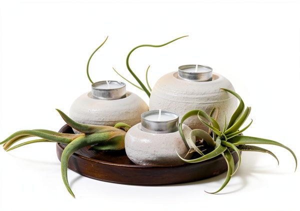 Air Plant Low Light House Plants Box (8PK) Tillandsia Air Plants Live Houseplants Live Indoor Plants Live Succulents Plants Live Terrarium Plants Live, Air Plant Holder Airplant Kit by Plants for Pets-8