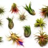 Air Plant Shop 12 Pack Assorted Ionantha Air Plants - Wholesale and Bulk - Succulents - Live Tillandsia - Easy Care Indoor and Outdoor House Plants-0