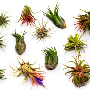 Air Plant Shop 12 Pack Assorted Ionantha Air Plants - Wholesale and Bulk - Succulents - Live Tillandsia - Easy Care Indoor and Outdoor House Plants-0