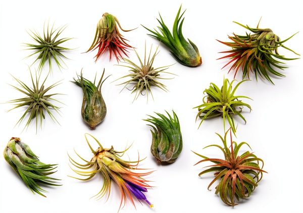 Air Plant Shop 12 Pack Assorted Ionantha Air Plants - Wholesale and Bulk - Succulents - Live Tillandsia - Easy Care Indoor and Outdoor House Plants-0