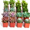Shop Succulents Assorted Mini Succulent Plants Pack of 20 for Wedding-0