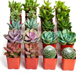 Shop Succulents Assorted Mini Succulent Plants Pack of 20 for Wedding-0