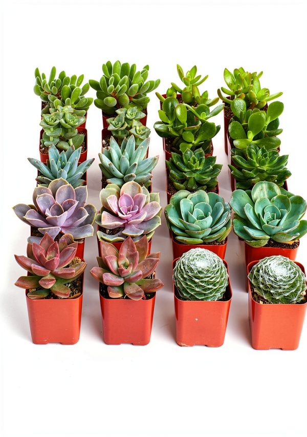 Shop Succulents Assorted Mini Succulent Plants Pack of 20 for Wedding-0