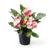 Euphorbia Crown of Thorns Plants for Pets Indoor 4in-3