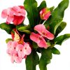 Euphorbia Crown of Thorns Plants for Pets Indoor 4in-2