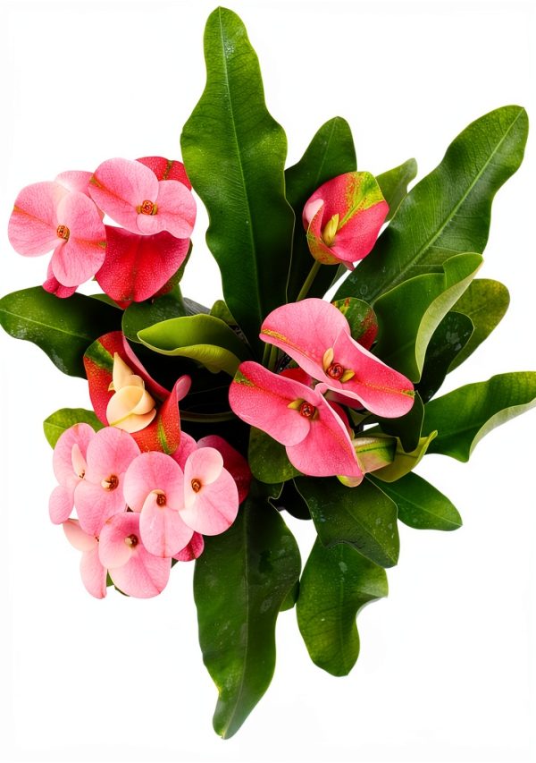 Euphorbia Crown of Thorns Plants for Pets Indoor 4in-2