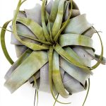 Tillandsia Xerographica Large Air Plant by ragnaroc - 5-7" Live Plant-0