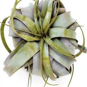 Tillandsia Xerographica Large Air Plant by ragnaroc - 5-7" Live Plant-0