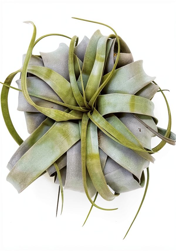 Tillandsia Xerographica Large Air Plant by ragnaroc - 5-7" Live Plant-0