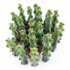 Boobie Cactus Live Plant - Myrtillocactus Geometrizans Fukurokuryuzinboku - 5-6 Inch Height, Unique Succulent Cactus for Indoor and Outdoor Home and Garden Decor, Low Maintenance and Drought-Tolerant-5