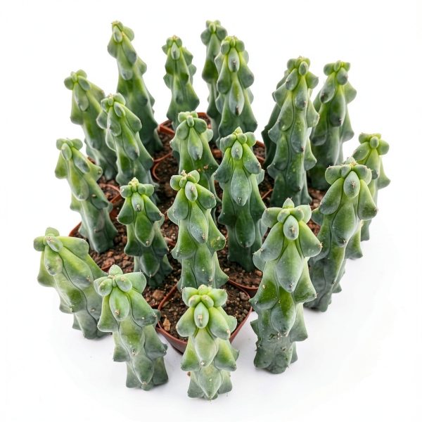 Boobie Cactus Live Plant - Myrtillocactus Geometrizans Fukurokuryuzinboku - 5-6 Inch Height, Unique Succulent Cactus for Indoor and Outdoor Home and Garden Decor, Low Maintenance and Drought-Tolerant-5