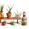 Air Plant Low Light House Plants Box (8PK) Tillandsia Air Plants Live Houseplants Live Indoor Plants Live Succulents Plants Live Terrarium Plants Live, Air Plant Holder Airplant Kit by Plants for Pets-7