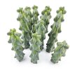 Boobie Cactus Live Plant - Myrtillocactus Geometrizans Fukurokuryuzinboku - 5-6 Inch Height, Unique Succulent Cactus for Indoor and Outdoor Home and Garden Decor, Low Maintenance and Drought-Tolerant-7