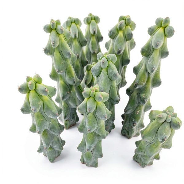 Boobie Cactus Live Plant - Myrtillocactus Geometrizans Fukurokuryuzinboku - 5-6 Inch Height, Unique Succulent Cactus for Indoor and Outdoor Home and Garden Decor, Low Maintenance and Drought-Tolerant-7