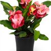 Euphorbia Crown of Thorns Plants for Pets Indoor 4in-0