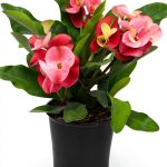 Euphorbia Crown of Thorns Plants for Pets Indoor 4in-0