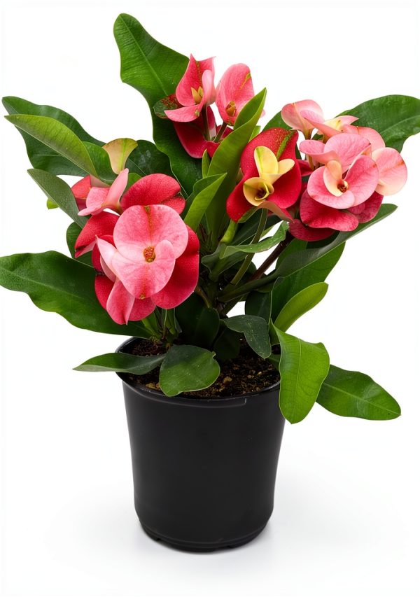 Euphorbia Crown of Thorns Plants for Pets Indoor 4in-0
