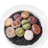Lithops Succulent Plants 10 pcs Bare Root Random Mix Rare Succulents-4