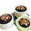 Lithops Succulent Plants 10 pcs Bare Root Random Mix Rare Succulents-7