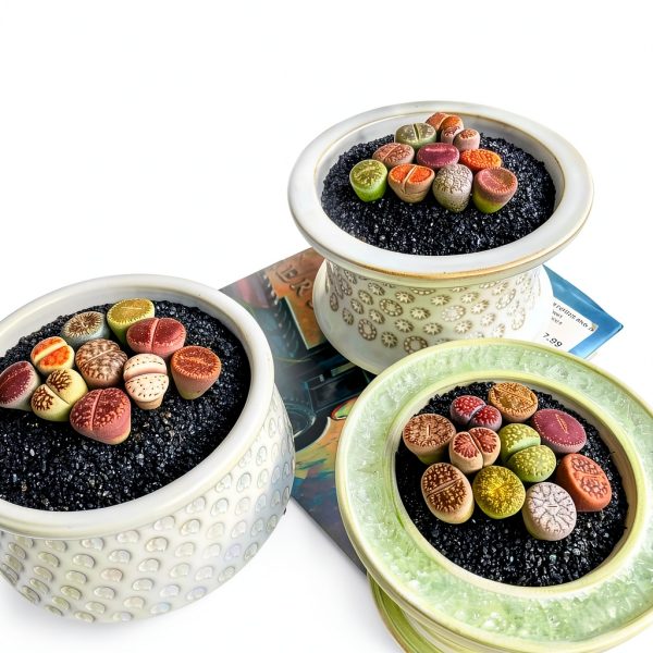 Lithops Succulent Plants 10 pcs Bare Root Random Mix Rare Succulents-7