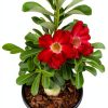 Red Desert Rose Succulent 1 Gal Pot by Plants for Pets-6