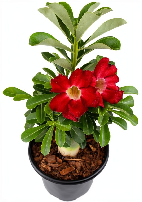 Red Desert Rose Succulent 1 Gal Pot by Plants for Pets-6