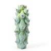 Boobie Cactus Live Plant - Myrtillocactus Geometrizans Fukurokuryuzinboku - 5-6 Inch Height, Unique Succulent Cactus for Indoor and Outdoor Home and Garden Decor, Low Maintenance and Drought-Tolerant-3