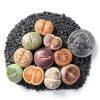 Lithops Succulent Plants 10 pcs Bare Root Random Mix Rare Succulents-2