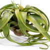 Tillandsia Xerographica Large Air Plant by ragnaroc - 5-7" Live Plant-1